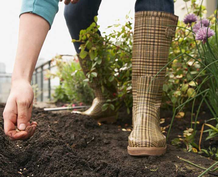 ROOFTOP GARDEN PLOTS